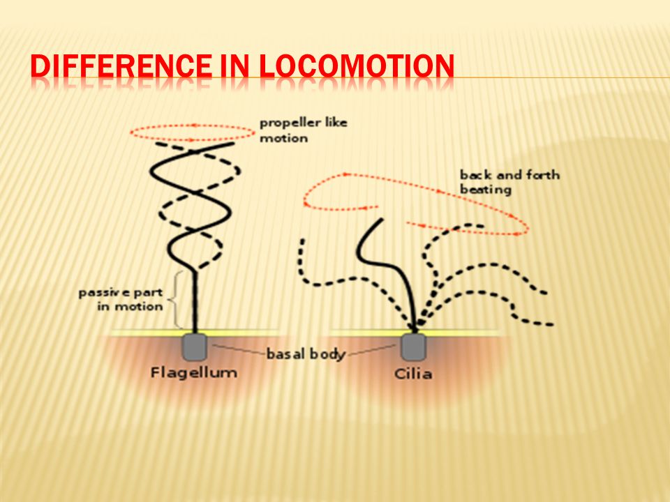 Flagellum First Discovered By Englemann 1887 Jansen 1887 Report Structure Of Flagellum Of Sperm Hodge 1950 Detailed Ultra Structure Of Ppt Download