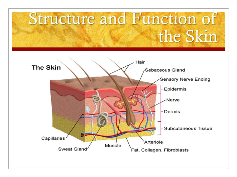 Skin structure. Skin functions. Skin layers. Some type of skin