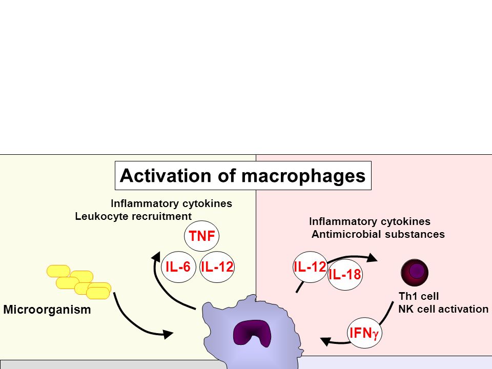 Макрофаги 1 2. Синдром активации макрофагов. Синдром активации макрофагов при ковид. Цитокины активации фагоцитов. Цитокины макрофагов.
