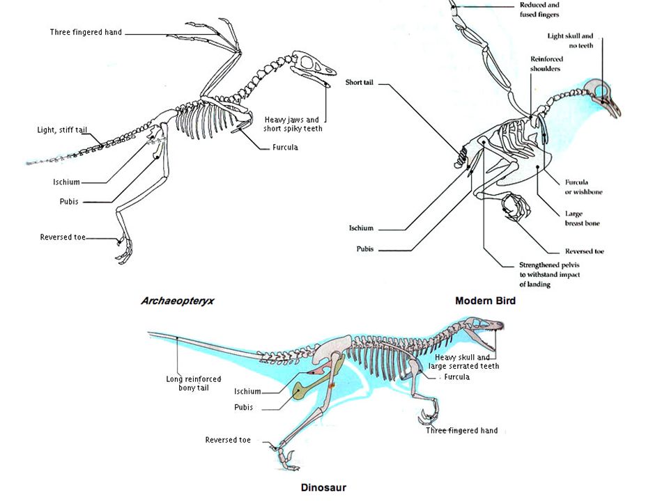 Скелет цевка. Археоптерикс строение скелета. Archaeopteryx кости. Скелет археоптерикса цевка. Археоптерикс Эволюция птиц.