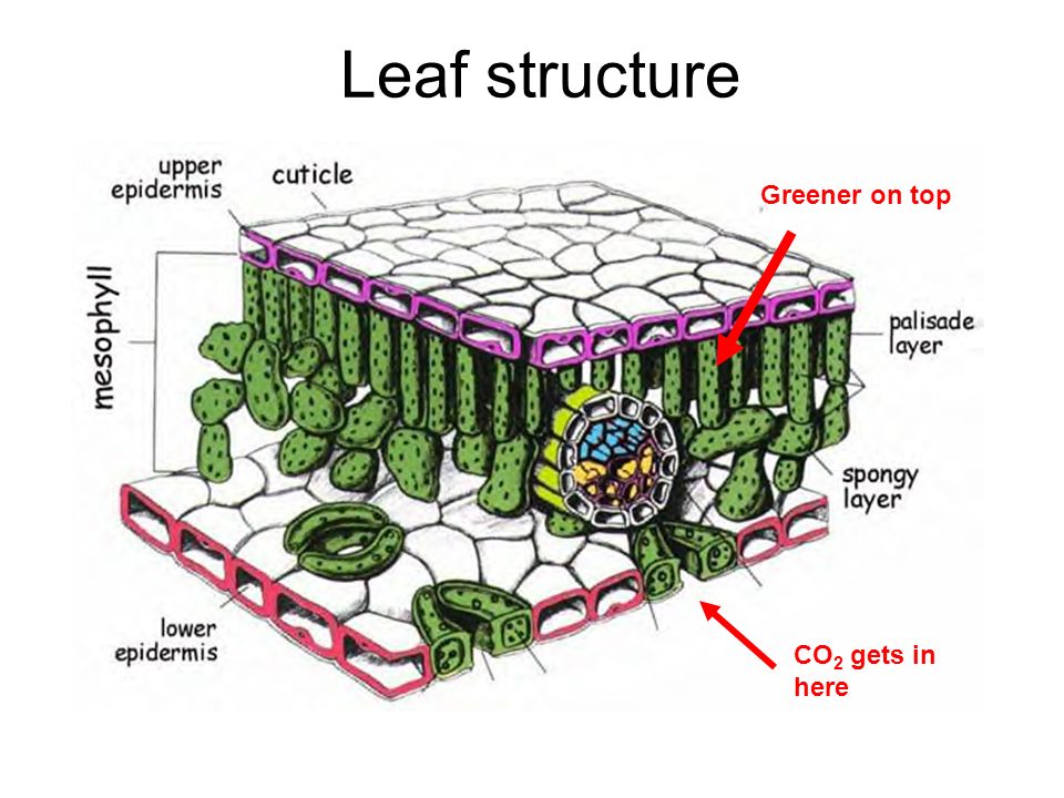 Leaf structure Greener on top CO 2 gets in here