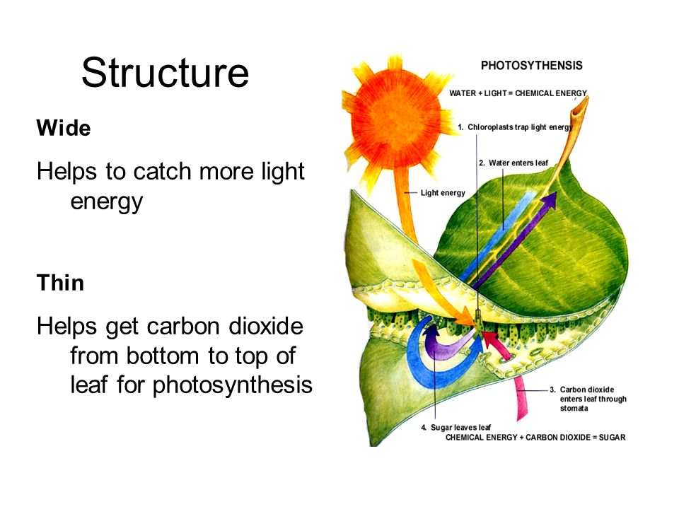 Structure Wide Helps to catch more light energy Thin Helps get carbon dioxide from bottom to top of leaf for photosynthesis