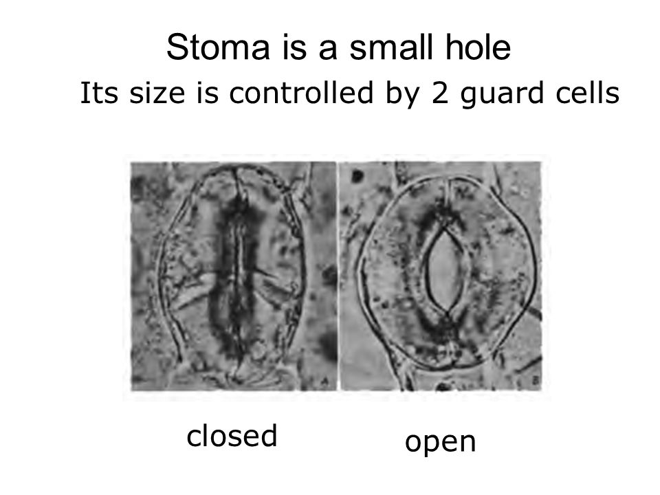 Stoma is a small hole Its size is controlled by 2 guard cells closed open