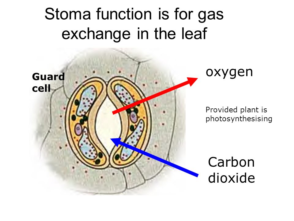 Stoma function is for gas exchange in the leaf Carbon dioxide oxygen Guard cell Provided plant is photosynthesising