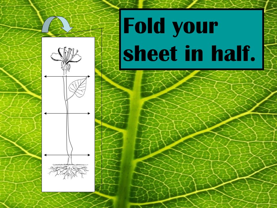 Fold your sheet in half.
