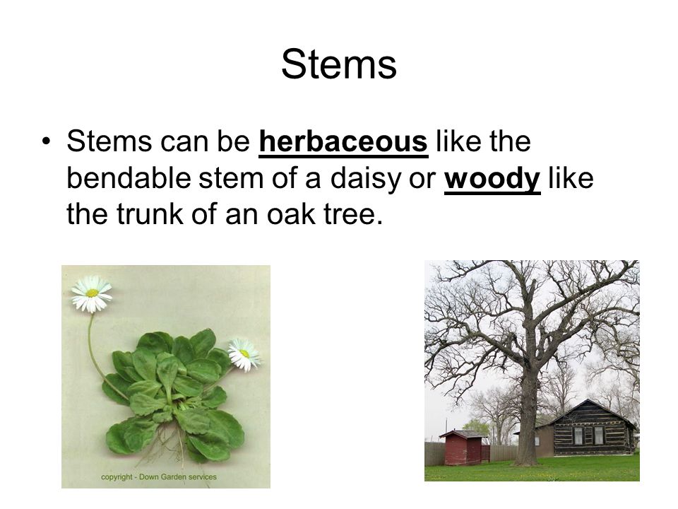 Stems Stems can be herbaceous like the bendable stem of a daisy or woody like the trunk of an oak tree.