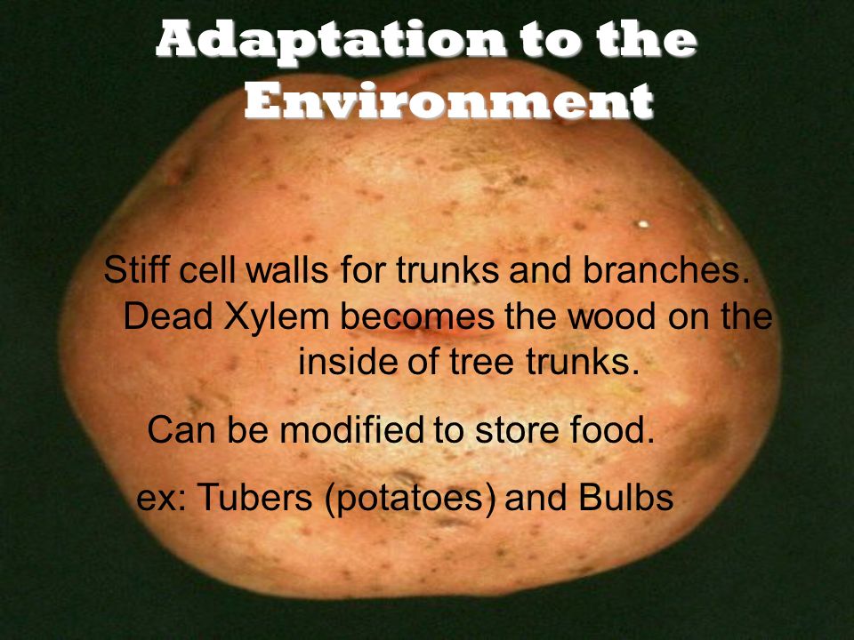 Adaptation to the Environment Stiff cell walls for trunks and branches.