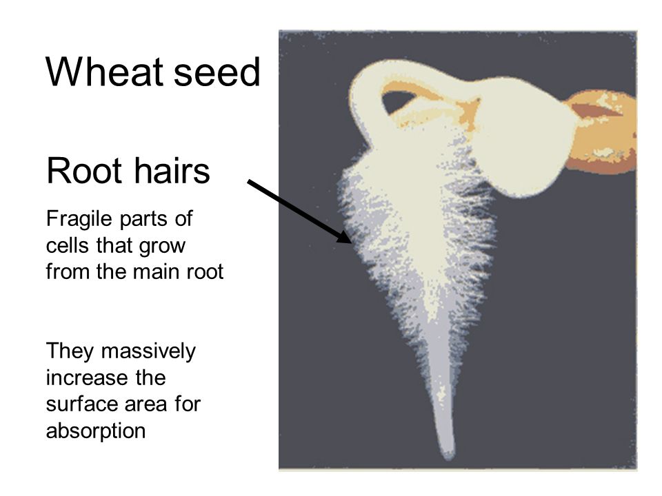Wheat seed Root hairs Fragile parts of cells that grow from the main root They massively increase the surface area for absorption