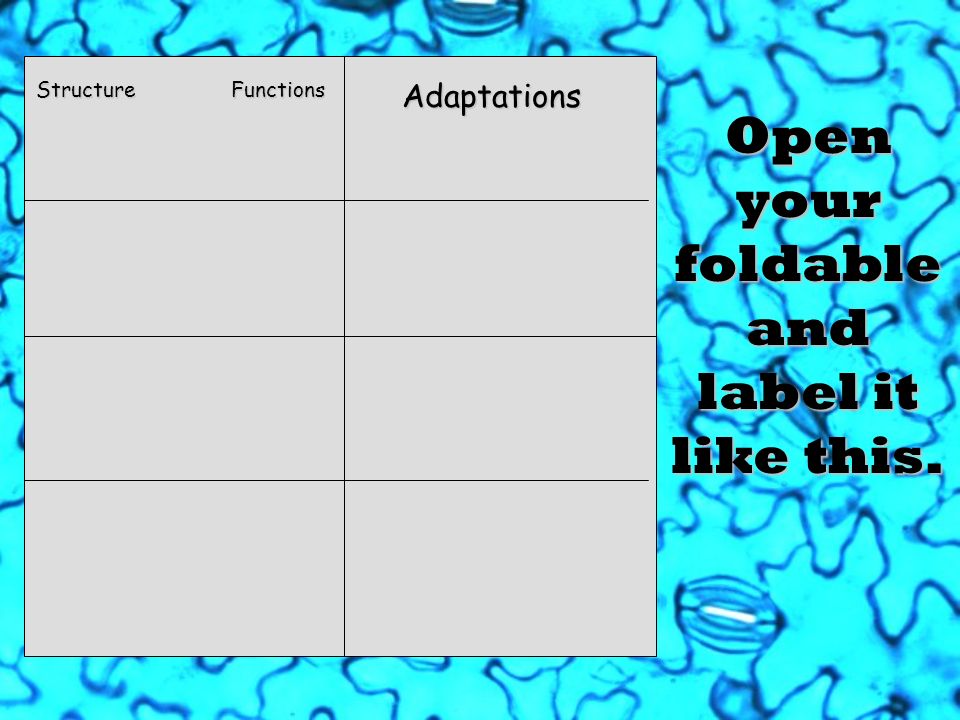 Open your foldable and label it like this. Structure Functions Adaptations