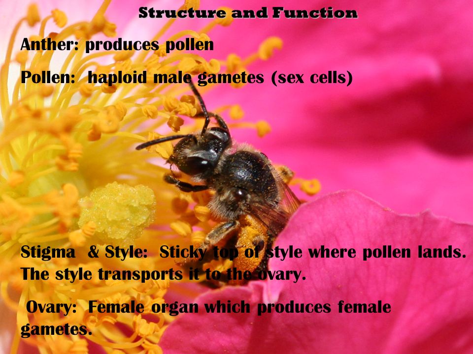 Structure and Function Structure and Function Anther: produces pollen Pollen: haploid male gametes (sex cells) Stigma & Style: Sticky top of style where pollen lands.