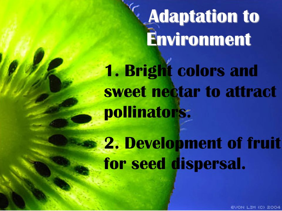 Adaptation to Environment 1. Bright colors and sweet nectar to attract pollinators.