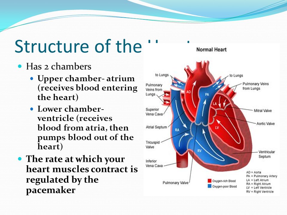 Structure of the Heart Has 2 chambers Upper chamber- atrium (receives blood entering the heart) Lower chamber- ventricle (receives blood from atria, then pumps blood out of the heart) The rate at which your heart muscles contract is regulated by the pacemaker