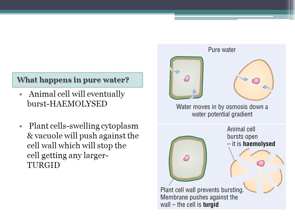 What can you remember about Osmosis from GCSE? Definition? Passive/active?  Direction of movement The difference between a solute, solvent & solution  The. - ppt download