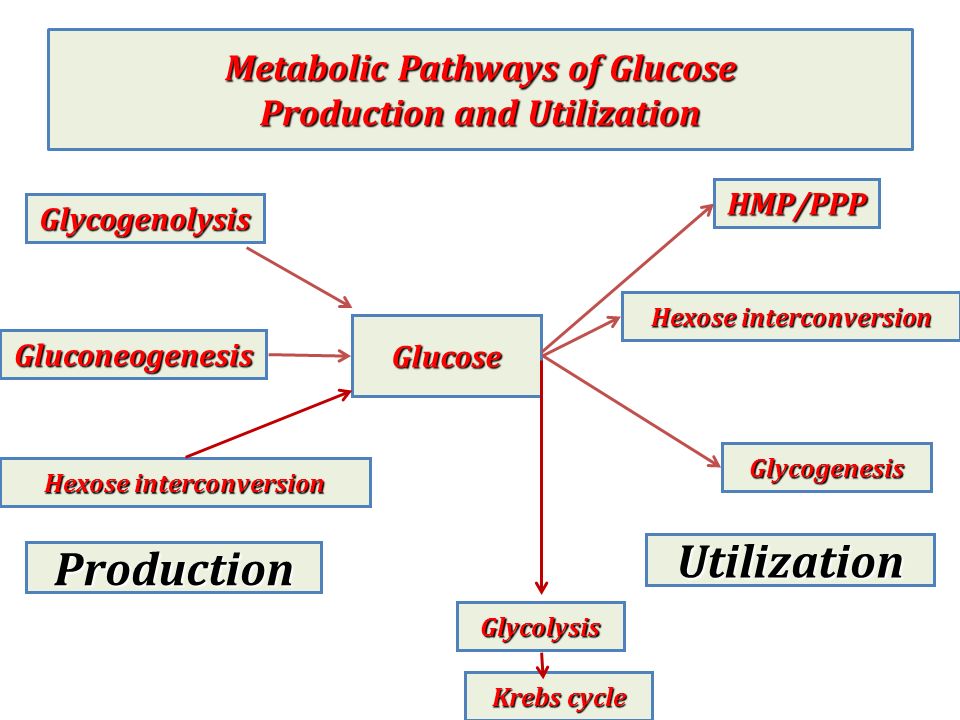 pathway of carbohydrate metabolism