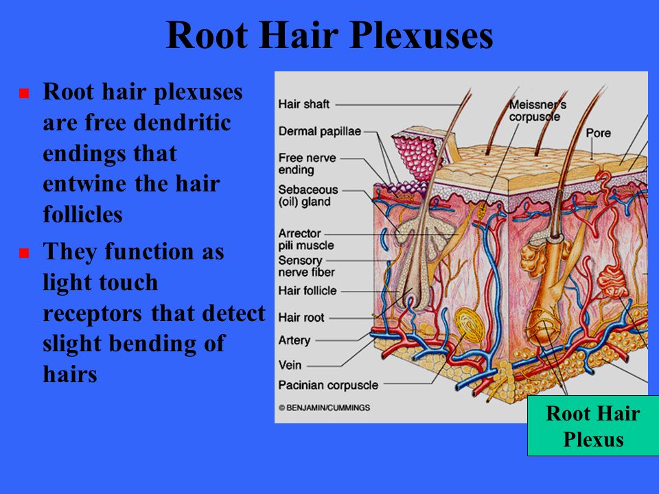the function of the root hair plexus is to ________