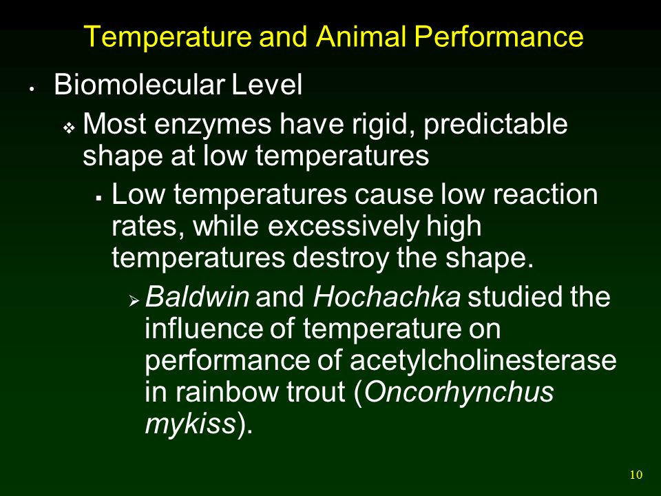 10 Temperature and Animal Performance Biomolecular Level  Most enzymes have rigid, predictable shape at low temperatures  Low temperatures cause low reaction rates, while excessively high temperatures destroy the shape.