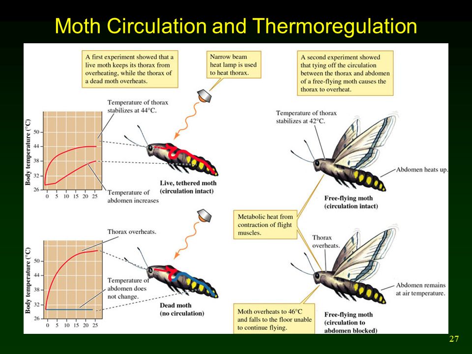 27 Moth Circulation and Thermoregulation
