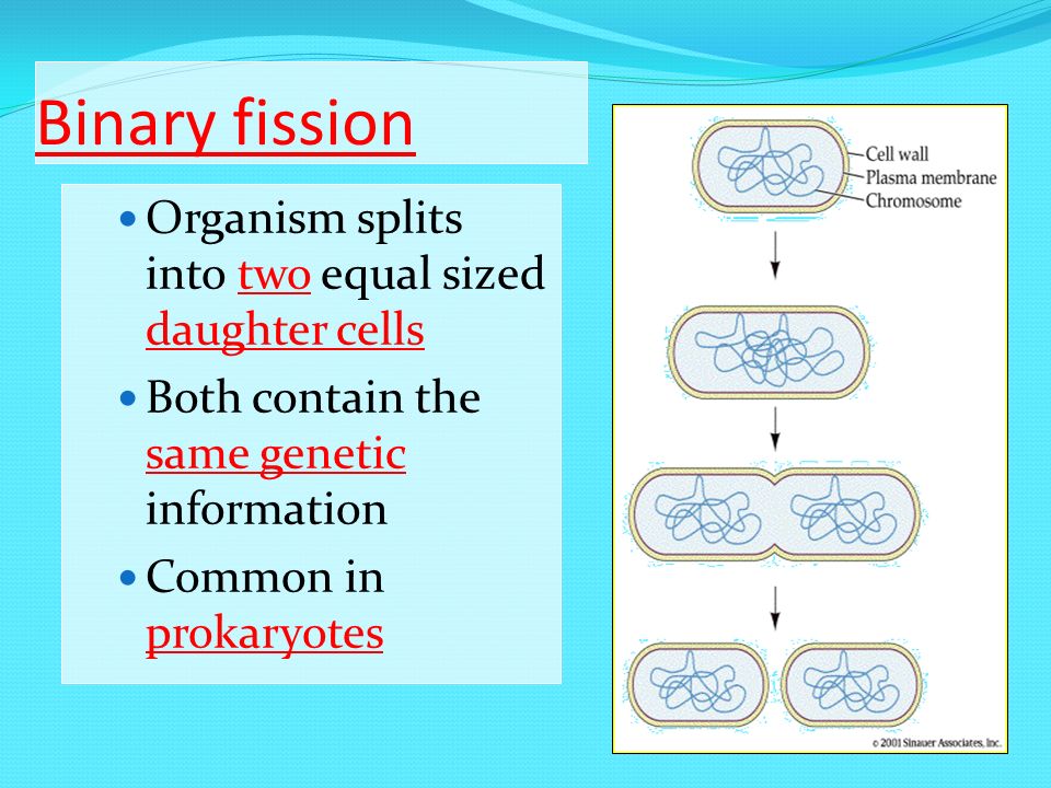 Binary fission Organism splits into two equal sized daughter cells Both contain the same genetic information Common in prokaryotes