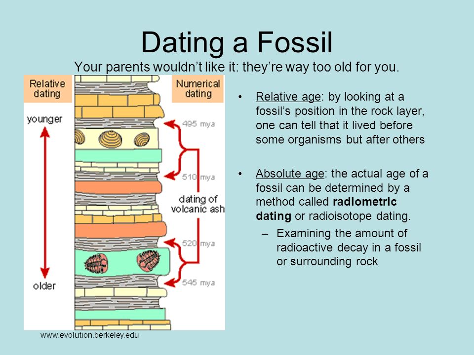 Using radiometric dating, scientists can determine the actual age of a ...