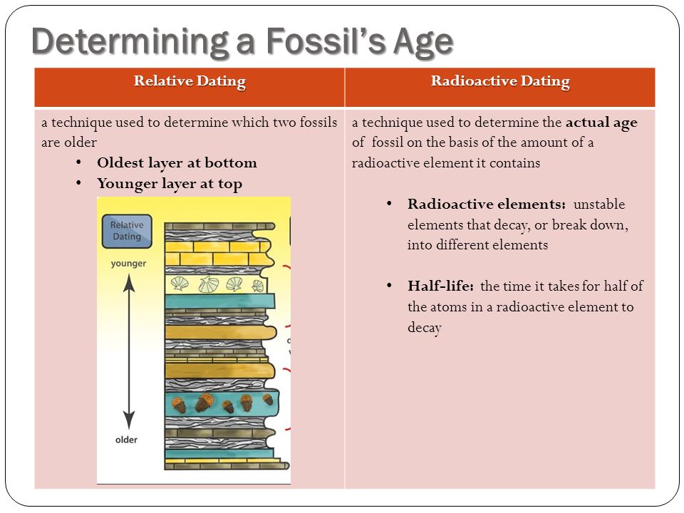 Determining a Fossil’s Age Relative Dating Radioactive Dating a technique u...