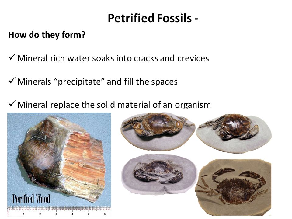 Petrified Fossils  Molds and Casts  Carbon Films  Preserved Remains  Trace  Fossils. - ppt download