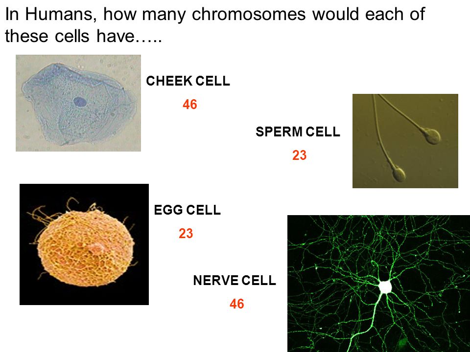 How Many Chromosomes Are Found In Each Human Body Cell Ppt Download