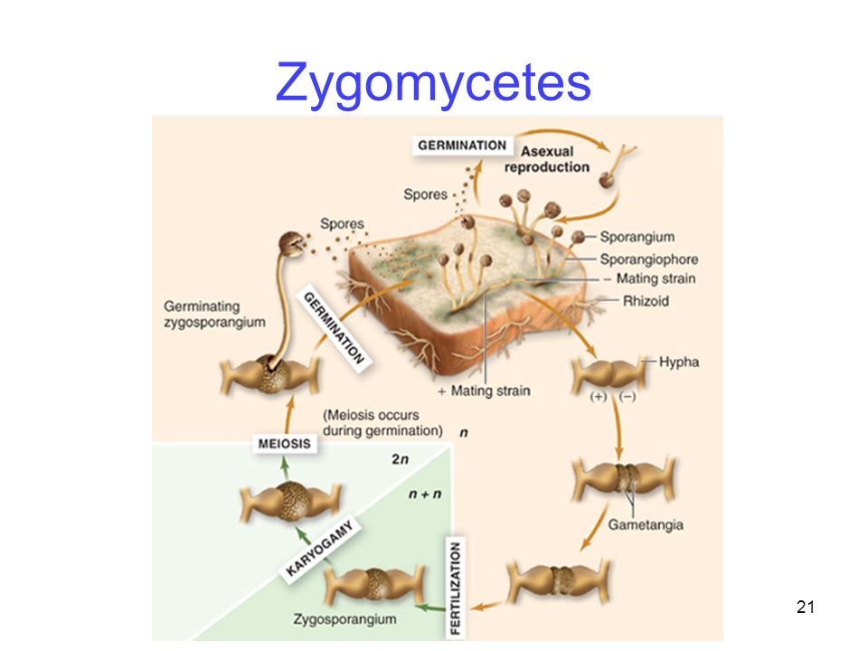 21 Zygomycetes