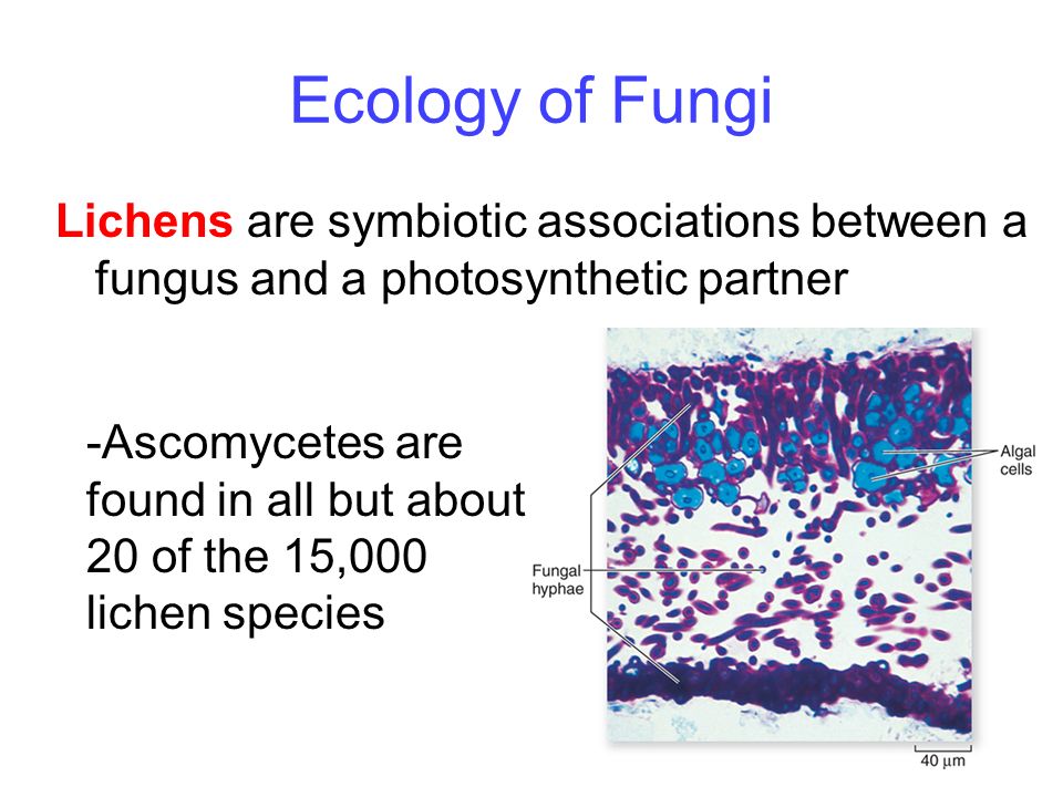 40 Ecology of Fungi Lichens are symbiotic associations between a fungus and a photosynthetic partner -Ascomycetes are found in all but about 20 of the 15,000 lichen species