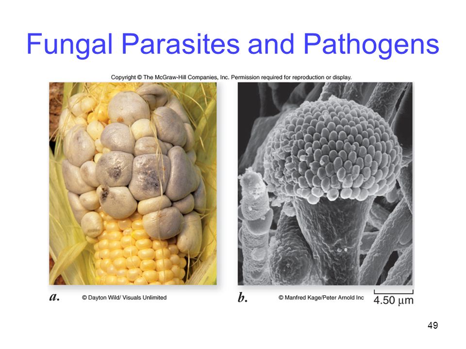 49 Fungal Parasites and Pathogens