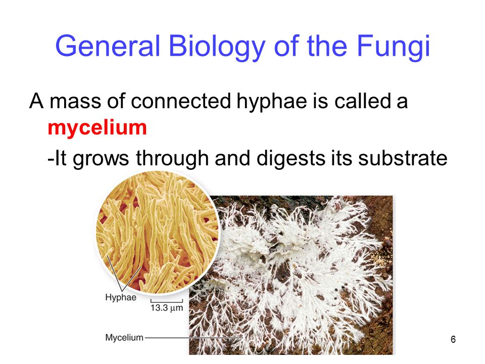 6 General Biology of the Fungi A mass of connected hyphae is called a mycelium -It grows through and digests its substrate