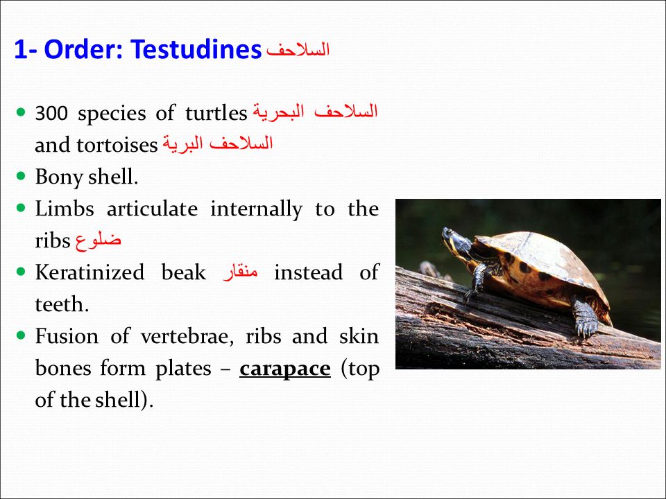 1- Order: Testudines السلاحف 300 species of turtles السلاحف البحرية and tortoises السلاحف البرية Bony shell.