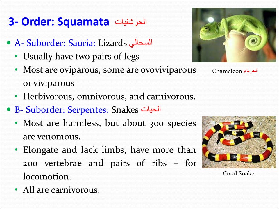 A- Suborder: Sauria: Lizards السحالي Usually have two pairs of legs Most are oviparous, some are ovoviviparous or viviparous Herbivorous, omnivorous, and carnivorous.