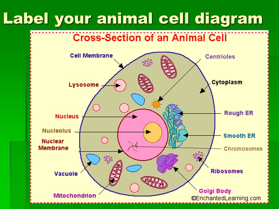 Cell Parts and Functions The structures within the cell function in storing  and releasing energy, building and repairing cell parts, getting rid of  waste. - ppt download
