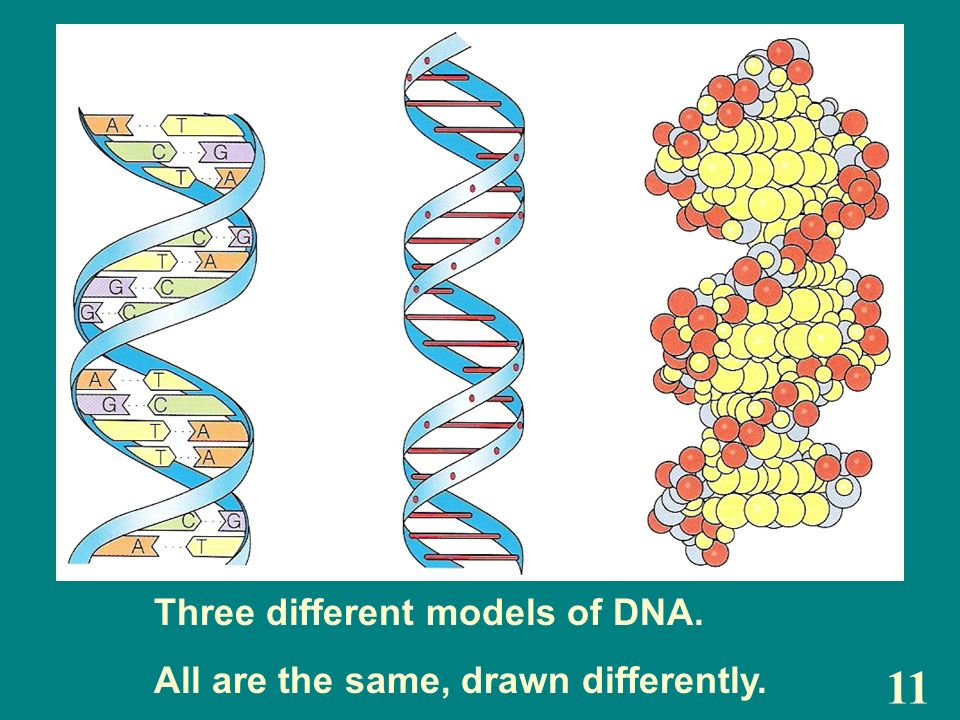 Dna Has The Most Basic Code There Is For Making Proteins And Does Not Code For Anything But Proteins Ppt Download