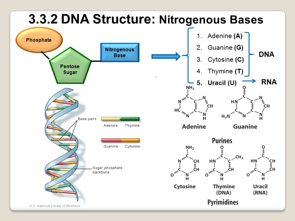 Рнк тимин урацил. DNA structure 5 and 3. DNA Base. Пуреил урацил.