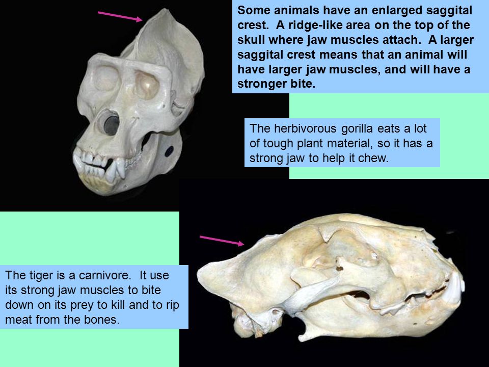 Small Animal Skull Identification Chart