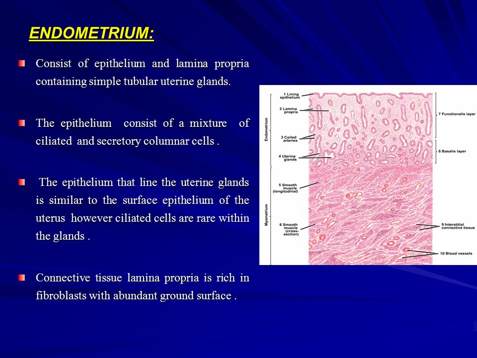 UTERUS Is a pear shaped organ. consist of consist of 1. Body. 2. lower  cylindrical part called cervix 3. the dome shaped part of the body above  the. - ppt download