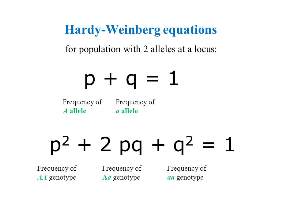 Population genetics גנים באוכלוסיות a population is a localized group of  individuals belonging to the same species. - ppt download
