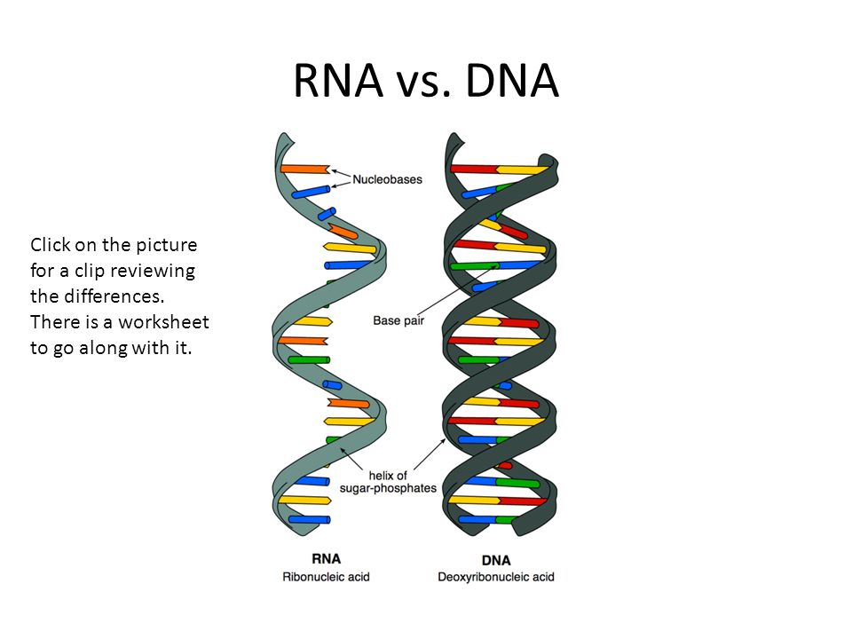 RNA vs. DNA Click on the picture for a clip reviewing the differences.