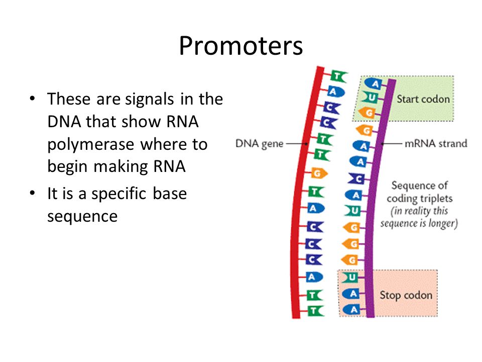 Promoters These are signals in the DNA that show RNA polymerase where to begin making RNA It is a specific base sequence