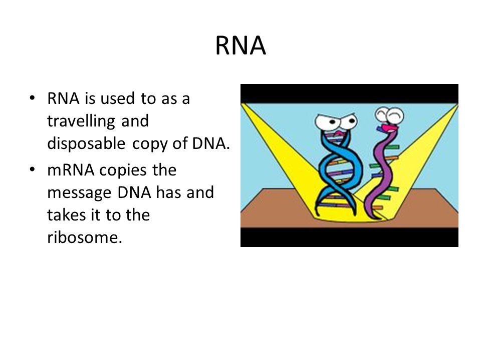 RNA RNA is used to as a travelling and disposable copy of DNA.