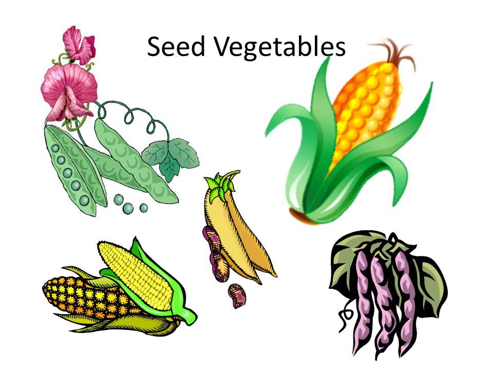 Seed Vegetables