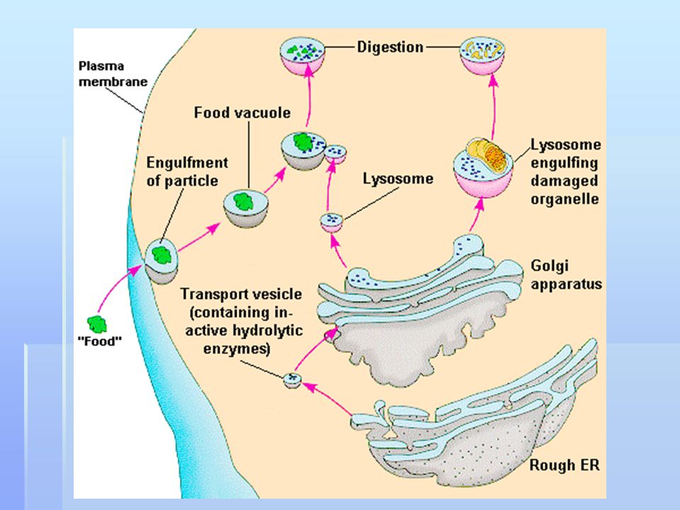 Фагоцитоз лизосома. Вакуолярная система строение. Схема образования лизосом. Вакуолярная система клетки схема. Вакуолярная система строение и функции.