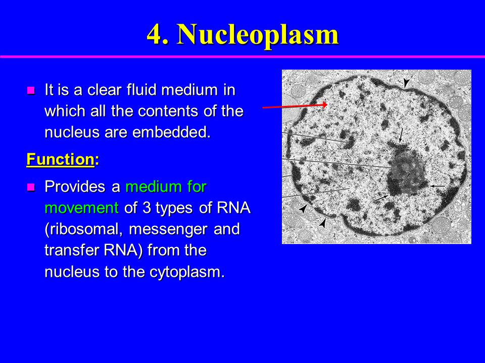 nucleoplasm function