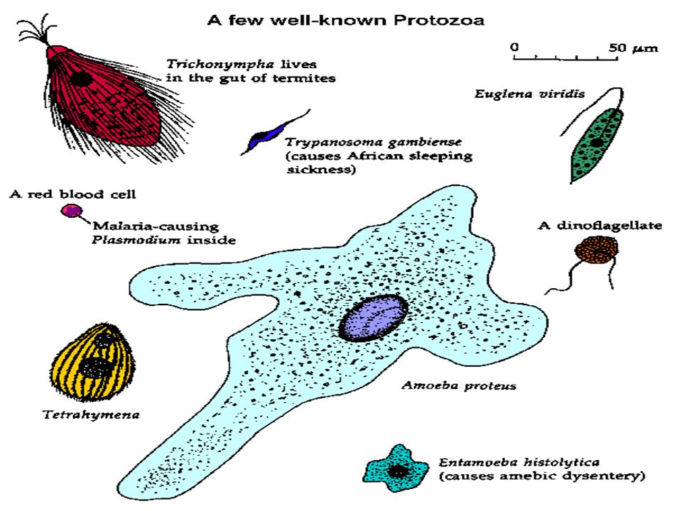 WARM-UP: What molecule is split during the light reaction of ...