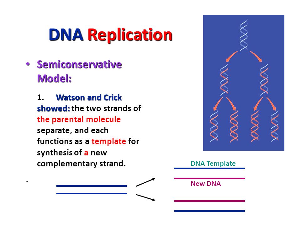 Dna Replication Notes Dna Replication Dna Must Be Copied Dna Must Be Copied The Dna Molecule Produces 2 Identical New Complementary Strands Following Ppt Download