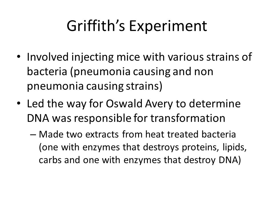 Griffith’s Experiment Involved injecting mice with various strains of bacteria (pneumonia causing and non pneumonia causing strains) Led the way for Oswald Avery to determine DNA was responsible for transformation – Made two extracts from heat treated bacteria (one with enzymes that destroys proteins, lipids, carbs and one with enzymes that destroy DNA)