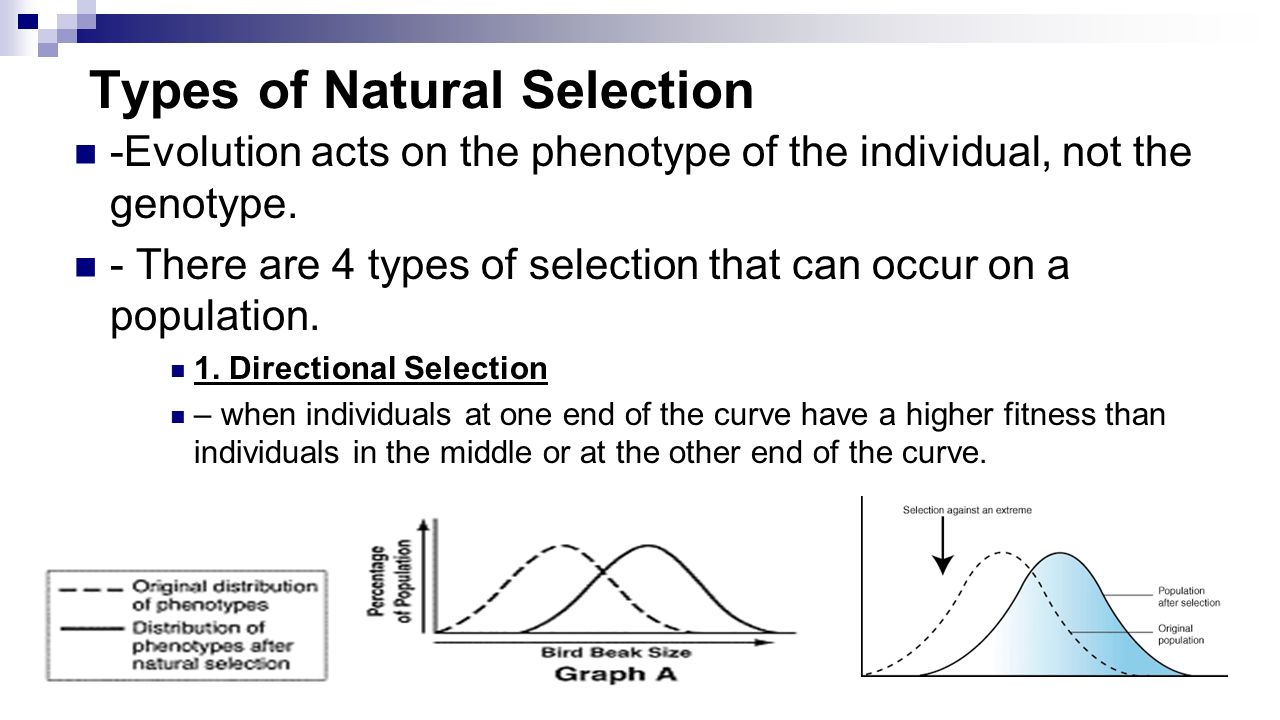 Types of natural. Natural selection Evolution. Stabilizing natural selection. Natural selection Biology. Natural selection Darwin.