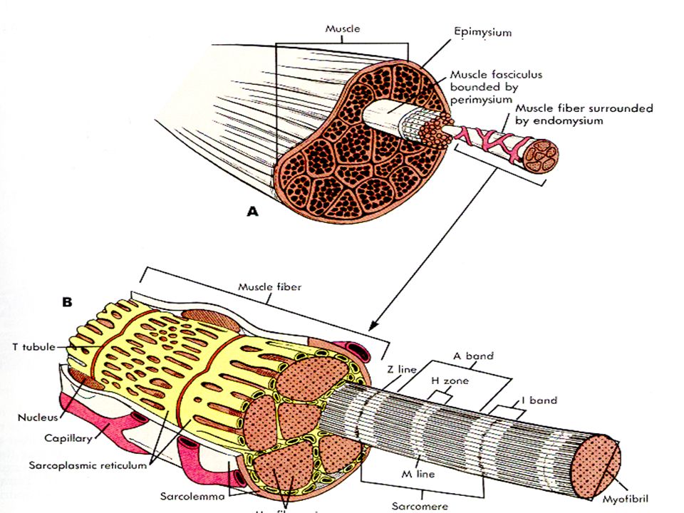 Skeletal Muscle I Basic Features of Vertebrate Skeletal Muscle ...