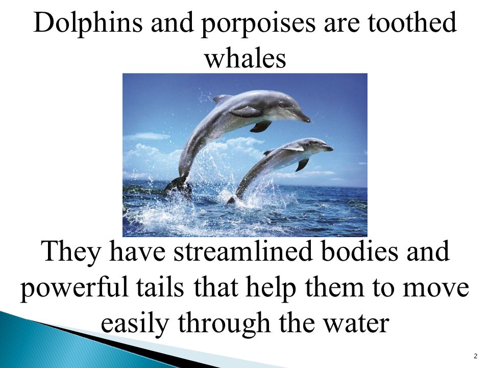  & Porpoises 1. Dolphins and porpoises are toothed whales 2 They  have streamlined bodies and powerful tails that help them to move easily  through. - ppt download